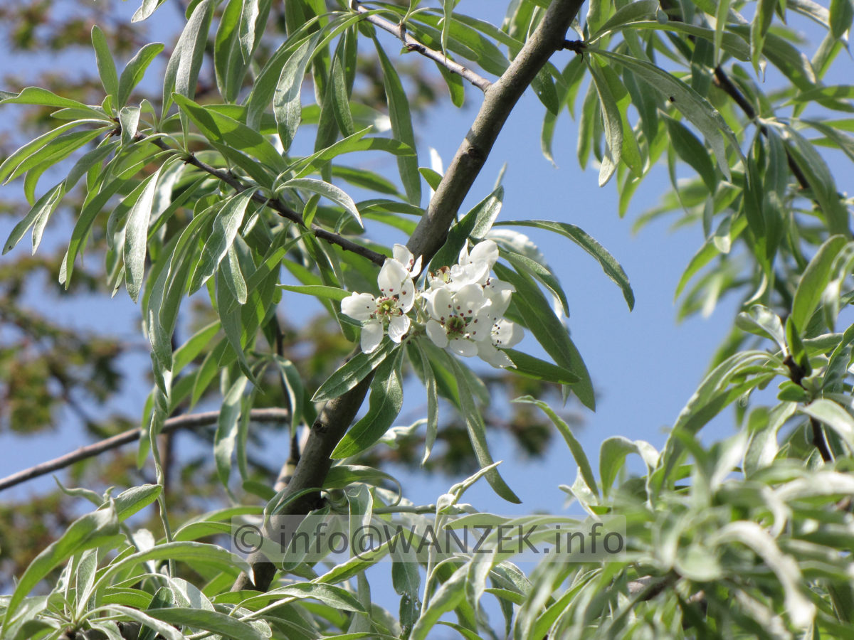 Pyrus salicifolia Pendula 03.JPG